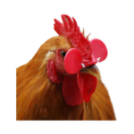 Lunettes de poulet